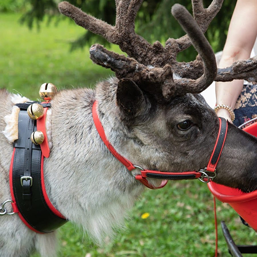 Reindeer hire in UK