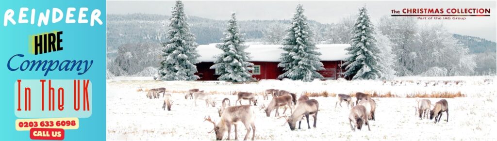 the Reindeer Hire company