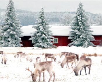 the Reindeer Hire company